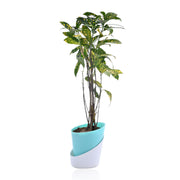 Japanese laurel Plant With Self Watering Pot