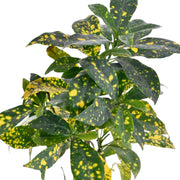 Japanese laurel Plant With Self Watering Pot