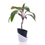 Ti Plant With Self Watering Pot
