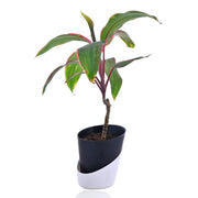 Ti Plant With Self Watering Pot