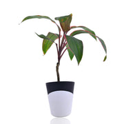 Ti Plant With Self Watering Pot