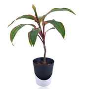 Ti Plant With Self Watering Pot