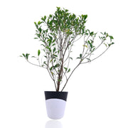 Weeping fig Plant With Self Watering Pot