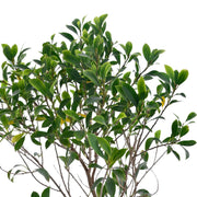 Weeping fig Plant With Self Watering Pot