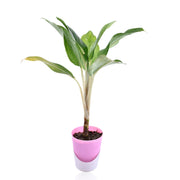 Aglaonema Plant With Self Watering Pot