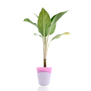 Aglaonema Plant With Self Watering Pot