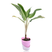 Aglaonema Plant With Self Watering Pot