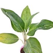 Aglaonema Plant With Self Watering Pot