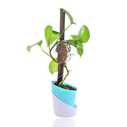 Golden Pothos Plant With Self Watering Pot