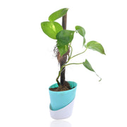 Golden Pothos Plant With Self Watering Pot