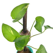 Golden Pothos Plant With Self Watering Pot