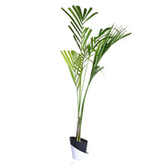 Areca palm Plant With Self Watering Pot