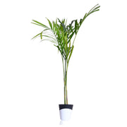 Areca palm Plant With Self Watering Pot