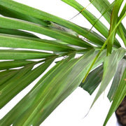 Areca palm Plant With Self Watering Pot