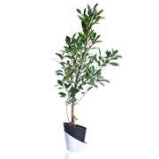 Ficus retusa Plant With Self Watering Pot