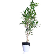 Ficus retusa Plant With Self Watering Pot
