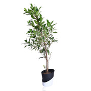 Ficus retusa Plant With Self Watering Pot