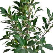 Ficus retusa Plant With Self Watering Pot