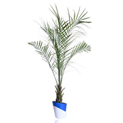 Phoenix canariensis Plant With Self Watering Pot