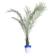Phoenix canariensis Plant With Self Watering Pot