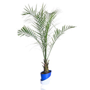 Phoenix canariensis Plant With Self Watering Pot