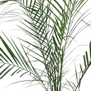 Phoenix canariensis Plant With Self Watering Pot