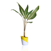 Aglaonema Plant With Self Watering Pot