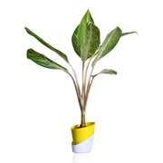 Aglaonema Plant With Self Watering Pot