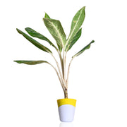 Aglaonema Plant With Self Watering Pot