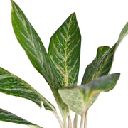 Aglaonema Plant With Self Watering Pot