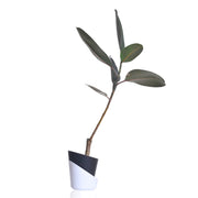 Rubber fig Indoor Plant With Self Watering Pot