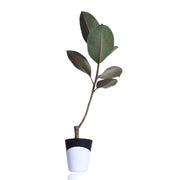 Rubber fig Indoor Plant With Self Watering Pot
