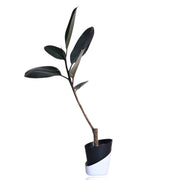 Rubber fig Indoor Plant With Self Watering Pot
