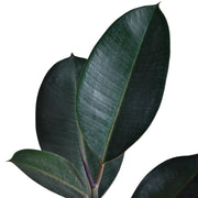 Rubber fig Indoor Plant With Self Watering Pot