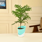 Araucaria Heterophylla- Norfolk Island Pine With Self Watering Pot