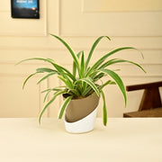 spider plant in self watering pot Spider plant With Self Watering Pot – Nainileaf