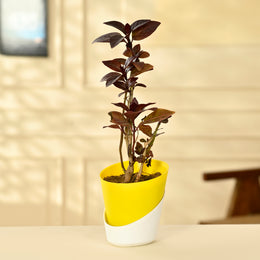 Diervilla Rivularis, Kodiak With Self Watering Pot