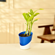 can you buy lucky bamboo for yourself Purity Lucky Bamboo With Self Watering Pot – Nainileaf