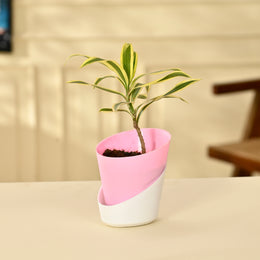 Song of India With Self Watering Pot