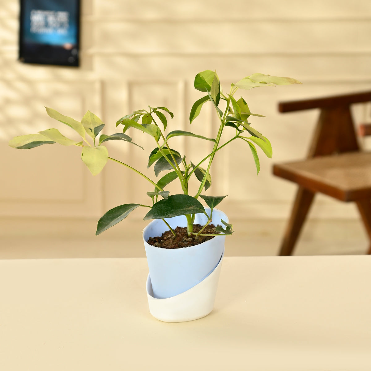 Dwarf umbrella tree Plant With Self Watering Pot – Nainileaf