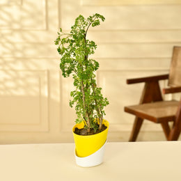 Arallia Variegated Plant With Self Watering Pot