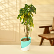 Japanese laurel Plant With Self Watering Pot