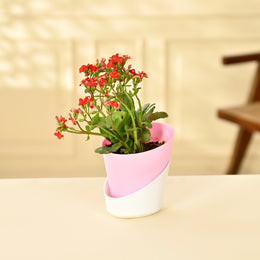 Florist Kalanchoe With Self Watering Pot