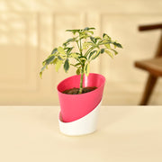 Schefflera Variegated Indoor Plant With Self Watering Pot