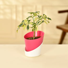 Schefflera Variegated Indoor Plant With Self Watering Pot