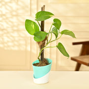 Golden Pothos Plant With Self Watering Pot