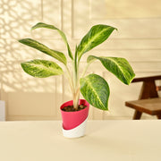 Aglaonema Manila With Self Watering Pot