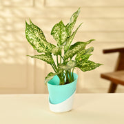 Dracaena With Self Watering Pot