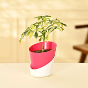 Schefflera Variegated Indoor Plant With Self Watering Pot