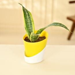 Snake Plant - Futura Superba With Self Watering Pot